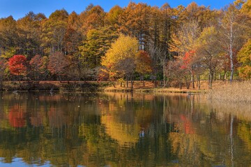 長野県・秋の女神湖の風景 15