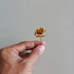People hand finger holding dried dry rose flower with white wall background