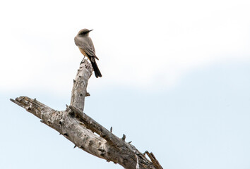Sparrow on a branch in  the San Jacinto Wildlife area near Perris, California