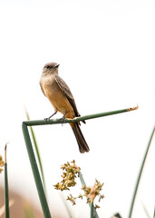 Says Phoebe on a L-shaped branch in  San Jacinto Wildlife area near Perris, California