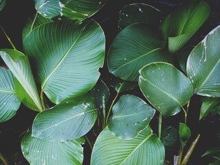 wet calathea banana luthea cigar leaves after rain shot from top view with deep dark green fade...