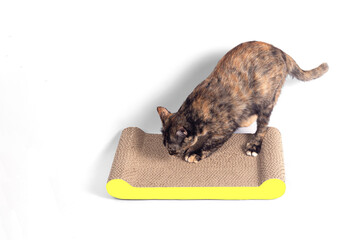 Tabby Cat scratching nails on cardboard cat scratcher isolated on white background.