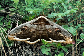 butterfly on the ground