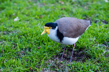 Masked lapwing is a native bird in Australia