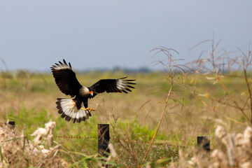 Crested Caracara In The Wild