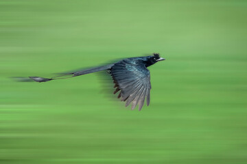 Image of Greater Racket-tailed Drongo flying on nature background. Bird. Animals.