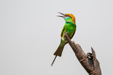 Image of Green Bee-eater bird(Merops orientalis) on a tree branch on nature background. Bird. Animals.
