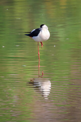 Obraz premium Image of Black-winged Stilt (Himantopus himantopus) in the swamp on nature background. Bird. Animals.