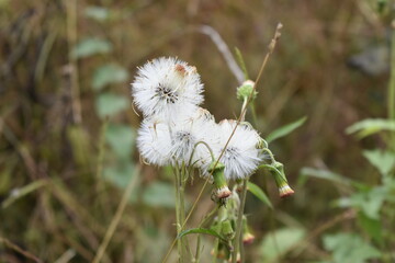 white dandelion flower