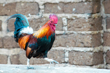 colored rooster