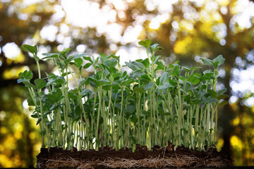 Microgreens and golden hour