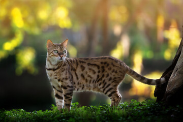 Bengal cat and golden hour