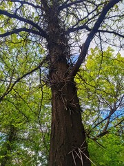 Naklejka premium tree in the park