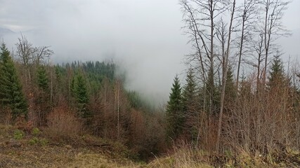 morning in the forest