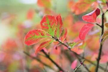 Euonymus aratus leaves and berries / one of the world's three most beautiful autumn leaves trees.