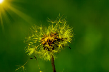 Art photo of dandelion seeds close up on natural blurred background.