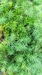 green moss background