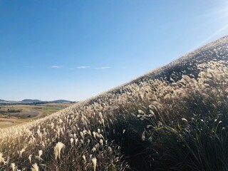 제주도 새별오름