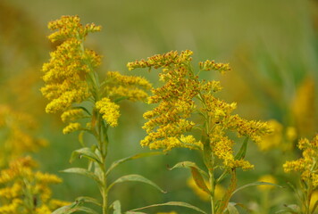 Yellow goldenrod flowers on the ground