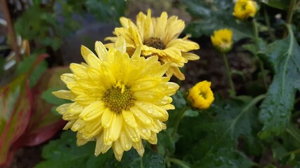 chrysanthemum
