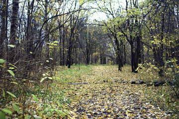 golden autumn forest landscape, mixed forest view, taiga, nature in october