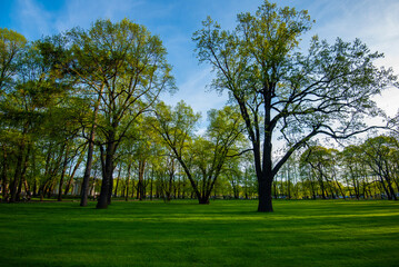 Beautiful morning light in public park with green grass field and green fresh tree plant.