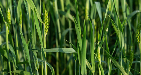 Green wheat field and sunny day.