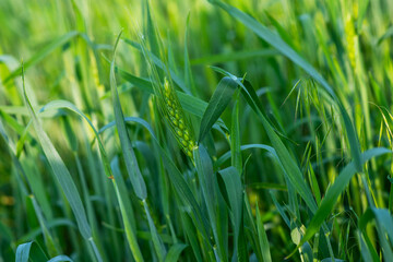 Green wheat field and sunny day. Wheat ears close up. Beautiful natural landscape. Rural landscapes in spring or summer. Future rich harvest concept.