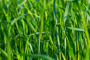 Green wheat field and sunny day. Wheat ears close up. Beautiful natural landscape. Rural landscapes in spring or summer. Future rich harvest concept.