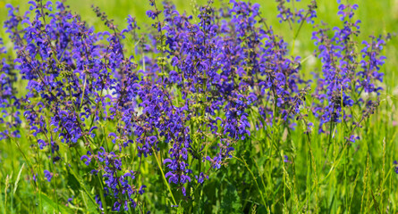 Meadow alpine flowers, nature beautiful, toning design spring nature, sun plants. Violet flowers outdoors. Spring summer floral background.