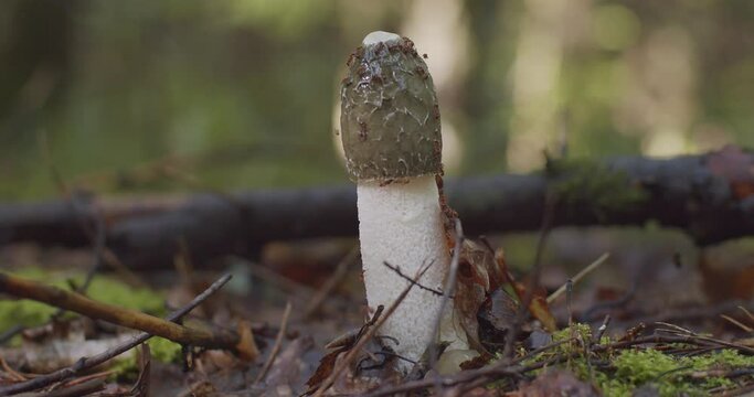 Macro shot of wild mushroom growing in autumn forest. Low angle view of green stink morchel covered with red ants in woodland natural light close up. Seasonal activity botany environment