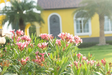 Pink flowers and yellow house, beautiful evening sun.