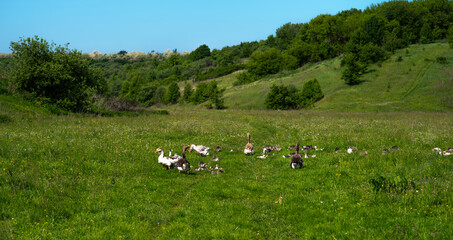 Summer green rural farm landscape. Geese in the grass. Domestic bird. Flock of geese.