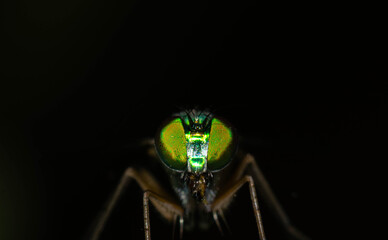 Macro of a fruit fly