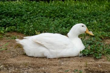 Duck