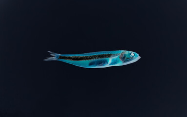 The Indian anchovy (Stolephorus indicus) fish, negative invert image