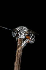 Macro of a common bee