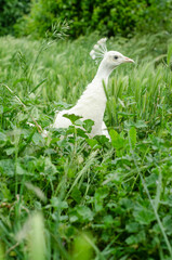 albino peahen