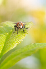 Common House Fly Macro