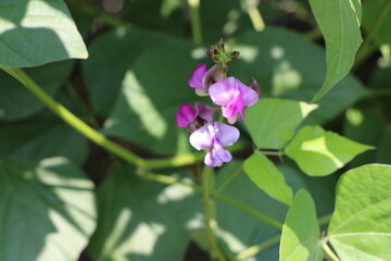 butterfly on a flower