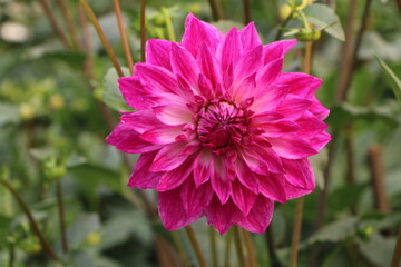 pink flower