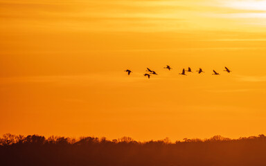 birds flying into sunset sky