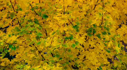 yellow and orange autumn leaves