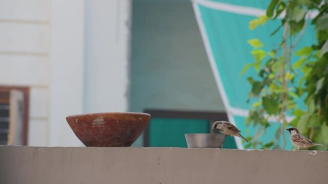 slow motion footage of indian little sparrow eating bread from a steel bowl