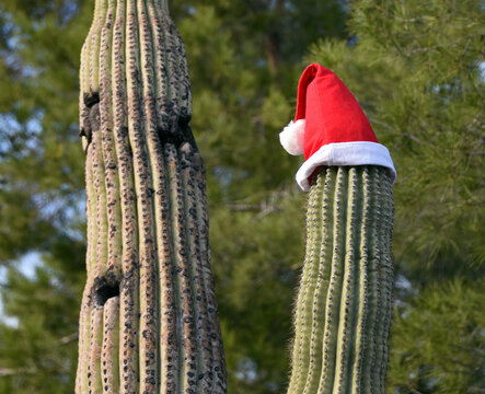 saguaro cactus with santa hat during day