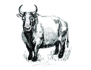 Bull. Line drawing. Realistic image