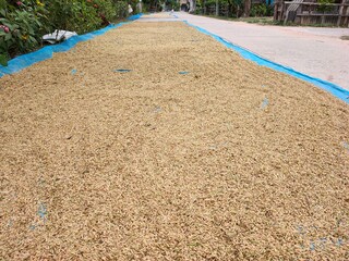 Obraz premium Rice paddy by the walkway