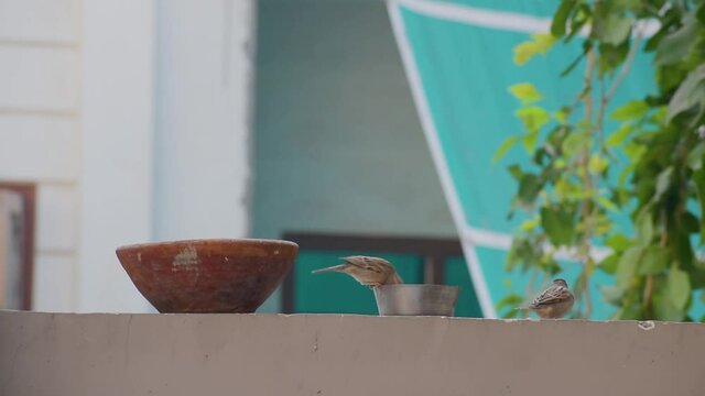footage of indian little sparrow flying and   eating bread from a steel bowl