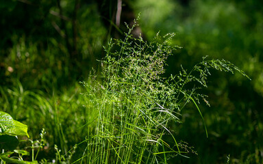 Tall grass on a green lawn, summer landscape on a sunny day
