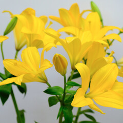 Soft focus of Bouquet of fresh Yellow planet trumpet Lily flowers and buds isolated on a white background, decoration concept